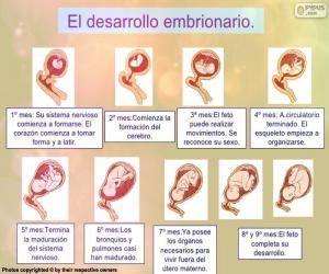 yapboz Fetus gelişimi (İspanyolca)